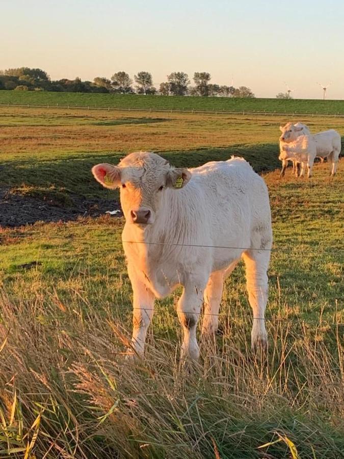 Ferienwohnung Hein Am Nordseedeich Butjadingen Exteriér fotografie